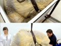 Blue Whale