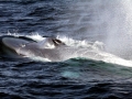 Blue Whale