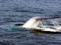 Blue Whale