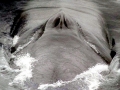 Blue Whale