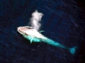 Blue Whale