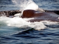 Blue Whale