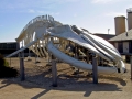 Blue Whale