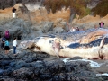 Blue Whale
