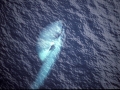 Blue Whale