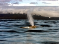 Blue Whale