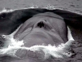 Blue Whale