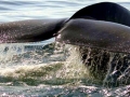 Blue Whale