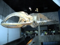 Blue Whale