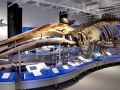 Blue Whale