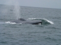 Blue Whale