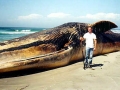 Blue Whale