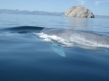 Blue Whale