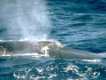 Blue Whale