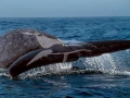 Blue Whale