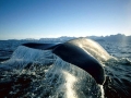 Blue Whale