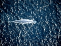 Blue Whale