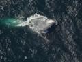 Blue Whale