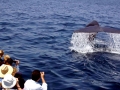 Blue Whale