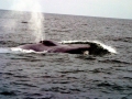 Blue Whale