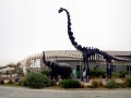 Blue Whale