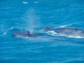 Blue Whale
