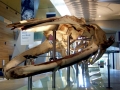Blue Whale