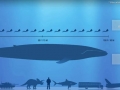 Blue Whale