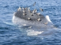 Blue Whale