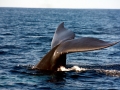 Blue Whale