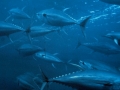 Bluefin Tuna