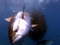 Bluefin Tuna