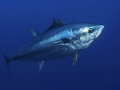 Bluefin Tuna