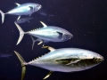 Bluefin Tuna