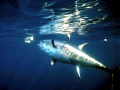 Bluefin Tuna