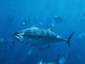 Bluefin Tuna