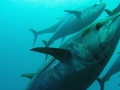 Bluefin Tuna