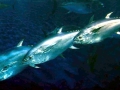Bluefin Tuna