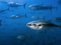 Bluefin Tuna