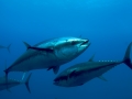 Bluefin Tuna