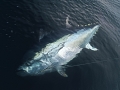 Bluefin Tuna