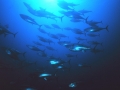 Bluefin Tuna