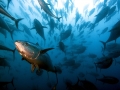Bluefin Tuna