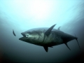 Bluefin Tuna