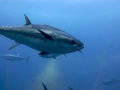 Bluefin Tuna