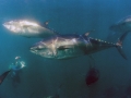 Bluefin Tuna