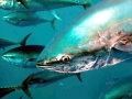 Bluefin Tuna