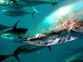 Bluefin Tuna