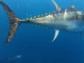 Bluefin Tuna