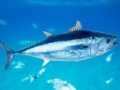 Bluefin Tuna